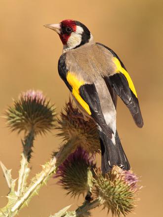 Ses ailes sont noires avec une bande alaire jaune.