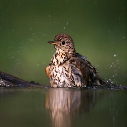 C'est une espèce sédentaire ou parfois migratrice de moyenne distance.