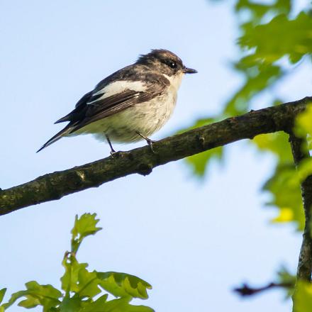 Il vit dans les bois clairs de feuillus, les vergers et les parcs et jardins.