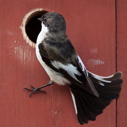 Le mâle vole autour du trou ou du nichoir qu'il a choisi et essaie d'attirer une femelle, principalement grâce aux couleurs de son plumage. 