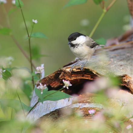 La “mésange des saules” vit dans les plaines du nord.