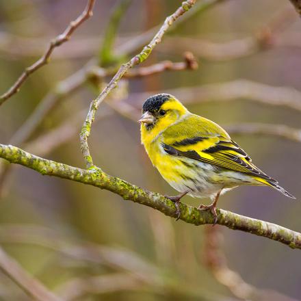 Il chante en général en haut des arbres ou en vol, dès la fin du mois de janvier.