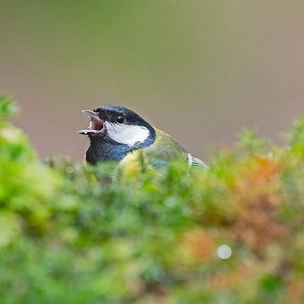 Durant toute l'année les oiseaux poussent des cris pour communiquer : signaler leur position, prévenir un danger, pour se défendre...