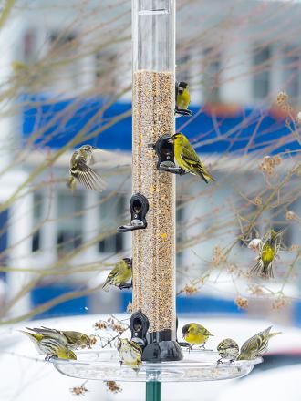 Il visite les mangeoires plutôt à la fin de l'hiver.