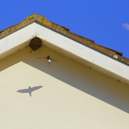 Elle niche contre les rochers et les façades extérieures des habitations souvent dans l'avant-toit ou le coin d'une fenêtre, d'où son nom ! 