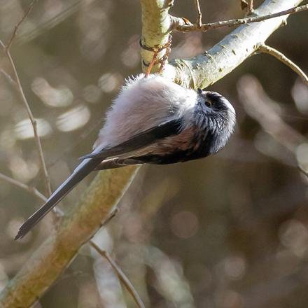 Elles sont très acrobatiques dans les arbres et les arbustes.