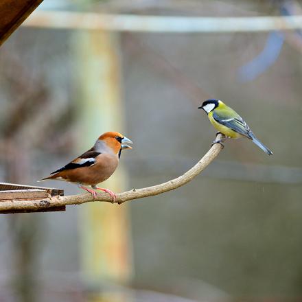 Il est bien plus grand qu'une mésange charbonnière.