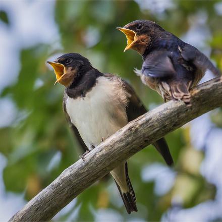 Son chant est un gazouillement bruyant, pressé et grinçant avec des 