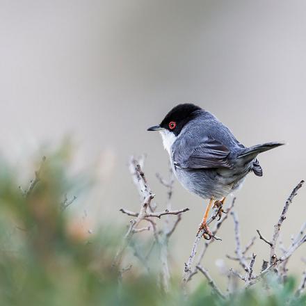 Le dessus de son corps est gris.