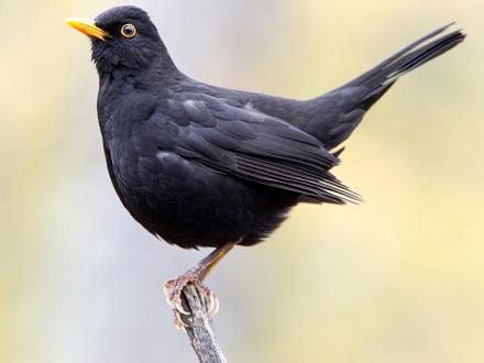 Le merle noir a le plumage noir.