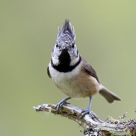 Pour attirer la femelle, le mâle redresse sa huppe et fait vibrer ses ailes...