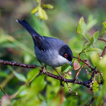 La fauvette mélanocéphale se nourrit d'insectes, de fruits et de nectar.