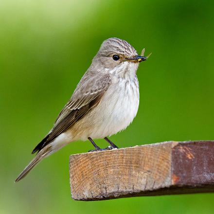 Le gobe-mouche gris est un chasseur d'insectes très habile.