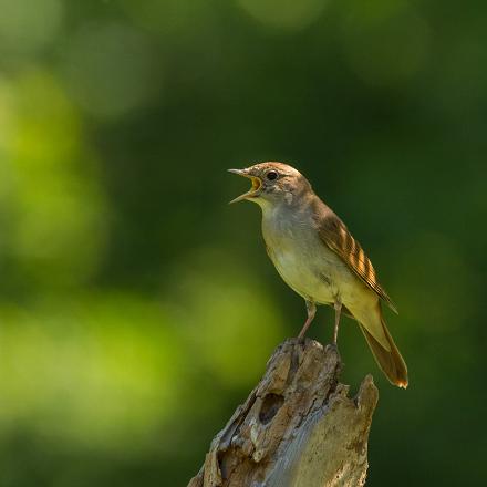 Une fois la femelle trouvée, il ne chante plus que pour défendre son territoire.