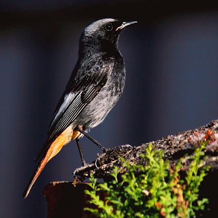 Le rouge-queue noir est le premier des oiseaux à chanter juste avant l'aube.