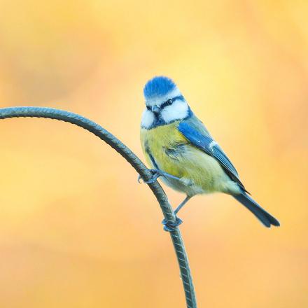 Elle peut être agressive à la mangeoire : elle hérisse sa calotte et gonfle son plumage pour intimider les concurrents, parfois plus gros qu’elle, comme la mésange charbonnière.