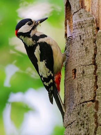 Il se nourrit d'insectes et de larves trouvés dans l'écorce des arbres.