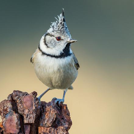 reconnaître la mésange huppée