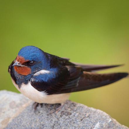 Elle a la tête bleu foncé avec des reflets métalliques, le front et la gorge couleur 