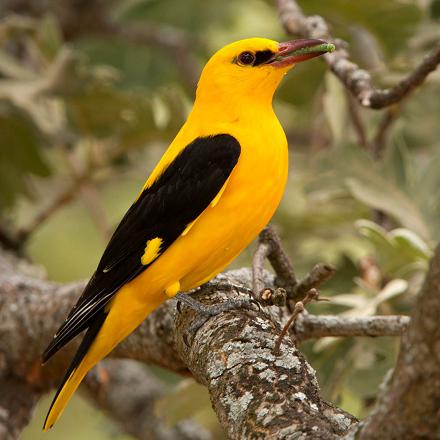 Le mâle a le plumage jaune vif...