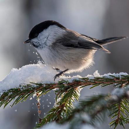 La mésange boréale résiste mieux en altitude que la mésange nonnette.