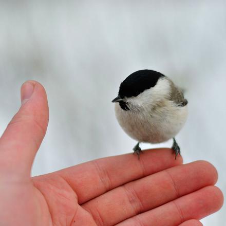 La mésange boréale est “la sœur jumelle” de la mésange nonnette.