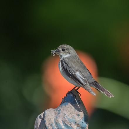 Le gobe-mouche noir mange des insectes volants et d'autres insectes comme les araignées, fourmis, larves... car il est un peu moins habile que le gobe-mouche gris.