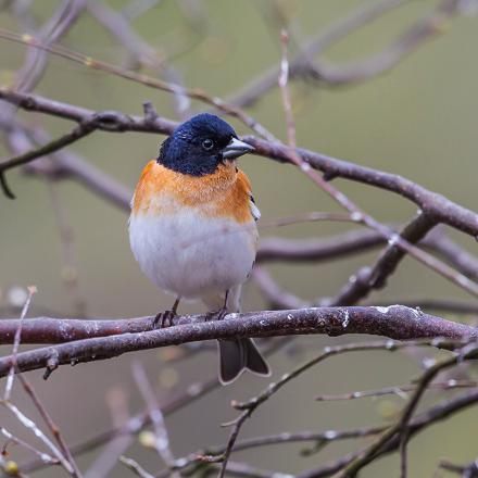 On peut observer le pinson du nord en plumage nuptial, seulement là où il se reproduit : en Europe du nord.