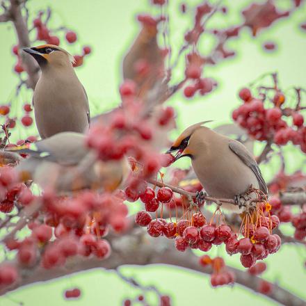 Il migre occasionnellement vers le sud pour se nourrir en hiver...