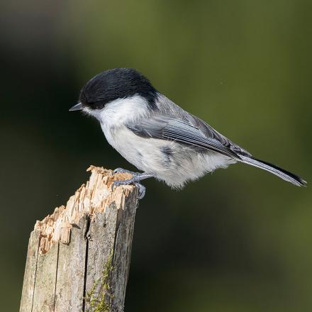 Pour l’attirer au jardin, on peut attacher à un arbre une vieille bûche de bouleau en décomposition qu’elle pourra creuser pour nicher.