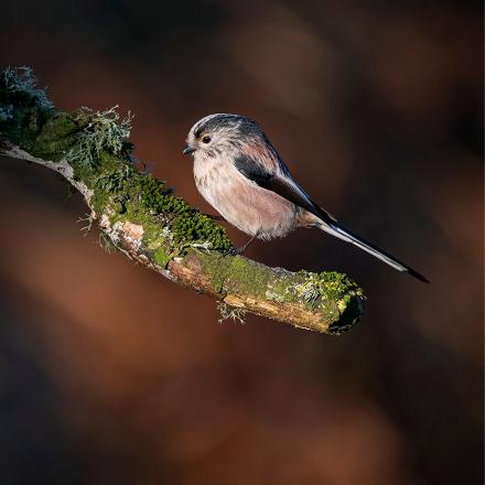 Sur le ventre, le plumage est plutôt beige rosé.