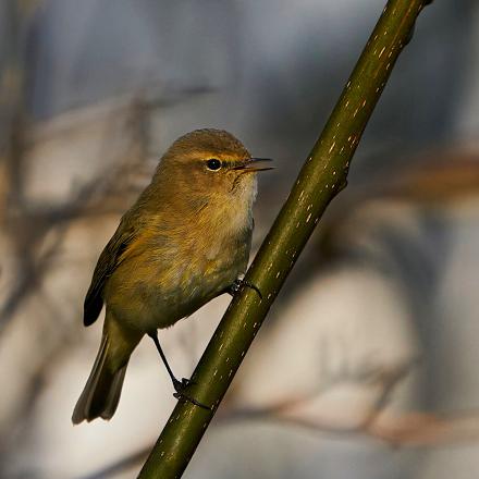 On remarque le pouillot véloce à son chant plutôt qu'à son plumage gris-brun.