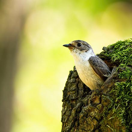 Le gobe-mouche noir est cavernicole et peut aussi s'installer dans les nichoirs.