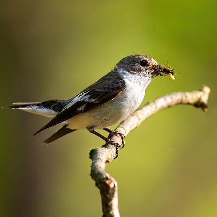 Le gobe-mouche noir est un chasseur d'insectes.