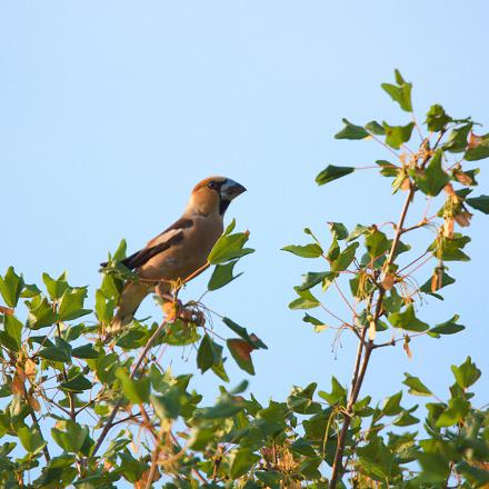 Le grosbec casse-noyaux est difficile à observer car il vit en hauteur dans les arbres.