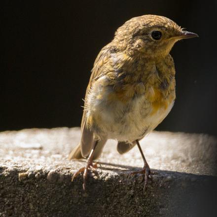 Les juvéniles ont un plumage 