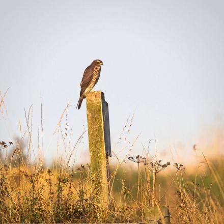 et dans les régions cultivées avec des haies et bosquets.