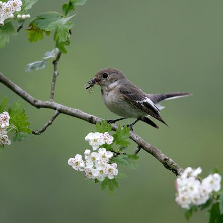 Le gobe-mouche est un nicheur tardif car il a besoin d'une grande quantité d'insectes disponible à la fin du printemps.