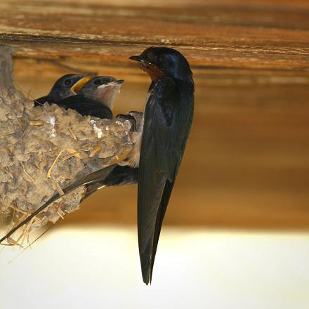 Comme l'hirondelle de fenêtre, l'hirondelle de cheminée est un 