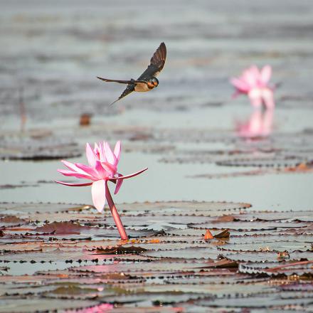 Elle passe l'hiver en Afrique, là où elle peut continuer à se nourrir d'insectes.