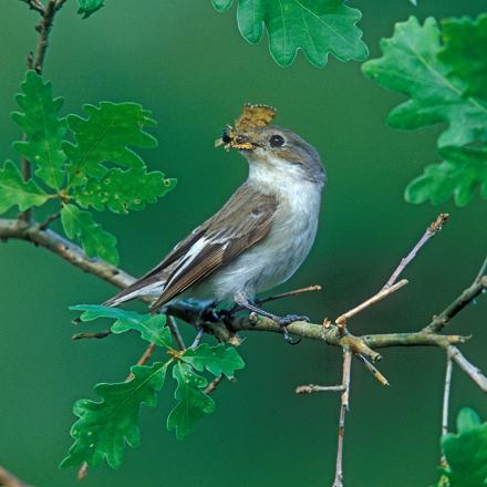 À la différence du gobe-mouche gris, il ne poursuit pas ses proies et ne revient pas sur le même perchoir. 