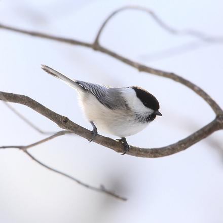 La calotte de la mésange boréale est d’un noir plus mat.