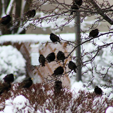 Il peut venir à la mangeoire, notamment en cas de forte neige.