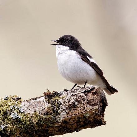 Le gobe-mouche noir répète un chant simple, assez mélodieux. Il construit des strophes courtes avec 3-4 notes différentes avec parfois un petit final joyeux ! Il est plus mélodieux que celui du gobe-mouche gris.