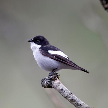 Son dos et ses ailes sont brun-foncé à noir avec un bandeau alaire (sur l'aile) blanc.