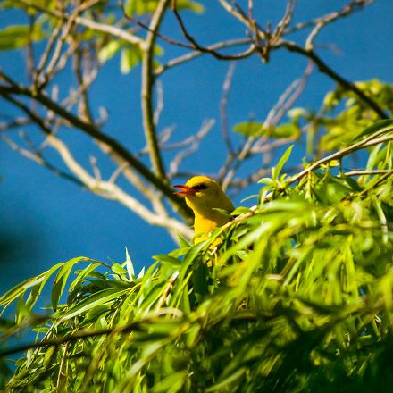 Même s'il a un plumage remarquable, on remarque plutôt le loriot d'Europe à son chant.