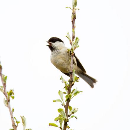 On différencie la mésange nonnette de la mésange boréale grâce à leurs cris  et chants différents.