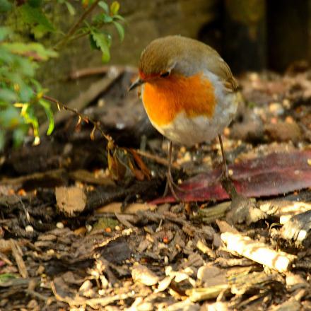 Au jardin, le rouge-gorge s'installe dans des coins embroussaillés avec des buissons épais et arbustes ou des tas de bois. Il peut y faire le nid.