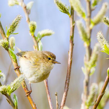 Au printemps, il profite des chatons des arbres pour trouver des insectes.