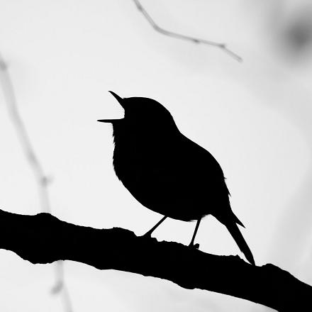 On reconnaît sa silhouette : il est rondelet et haut sur pattes.